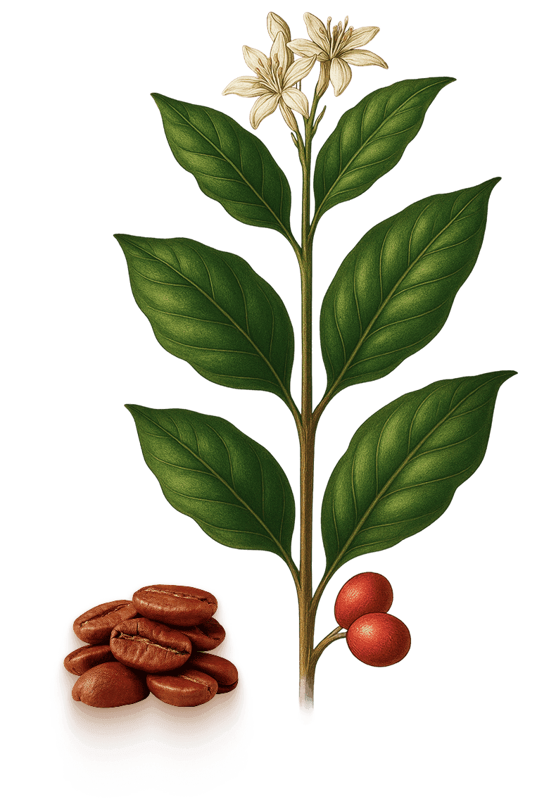 Arabica Coffee Plant